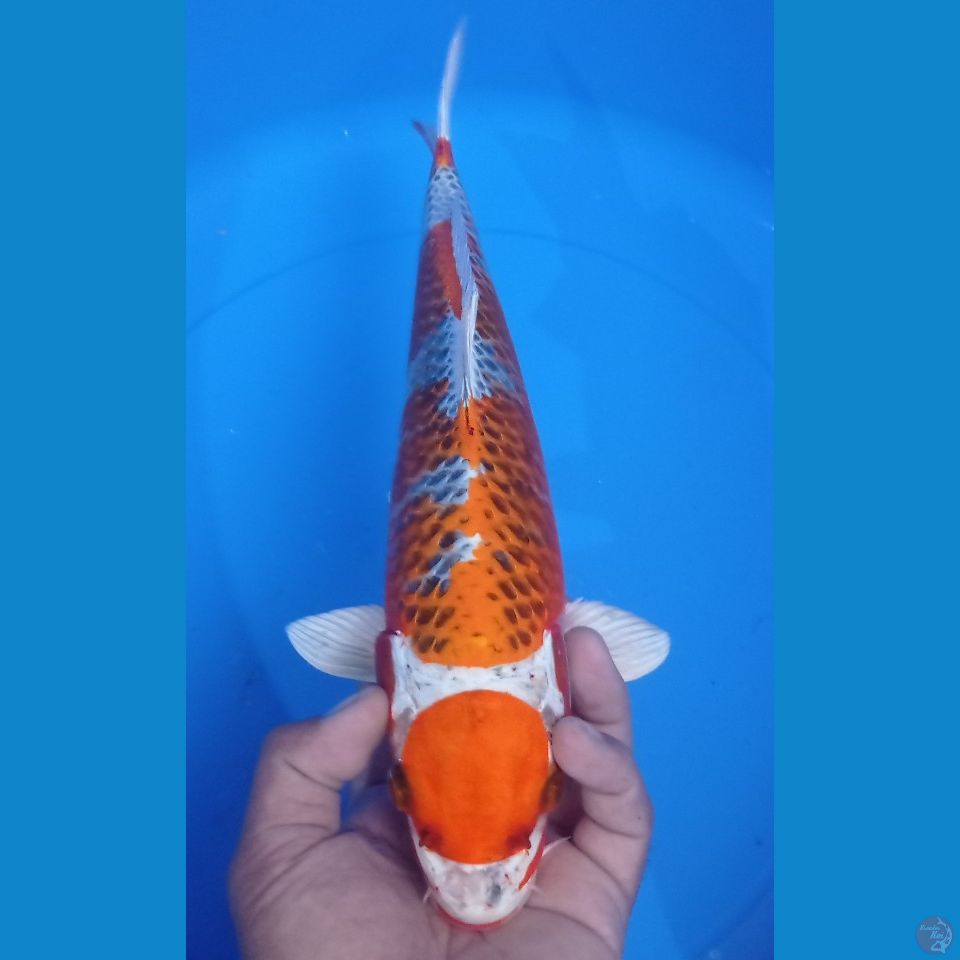 MARUTEN 37CM