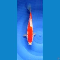 2412.  Original Kohaku 28cm Female