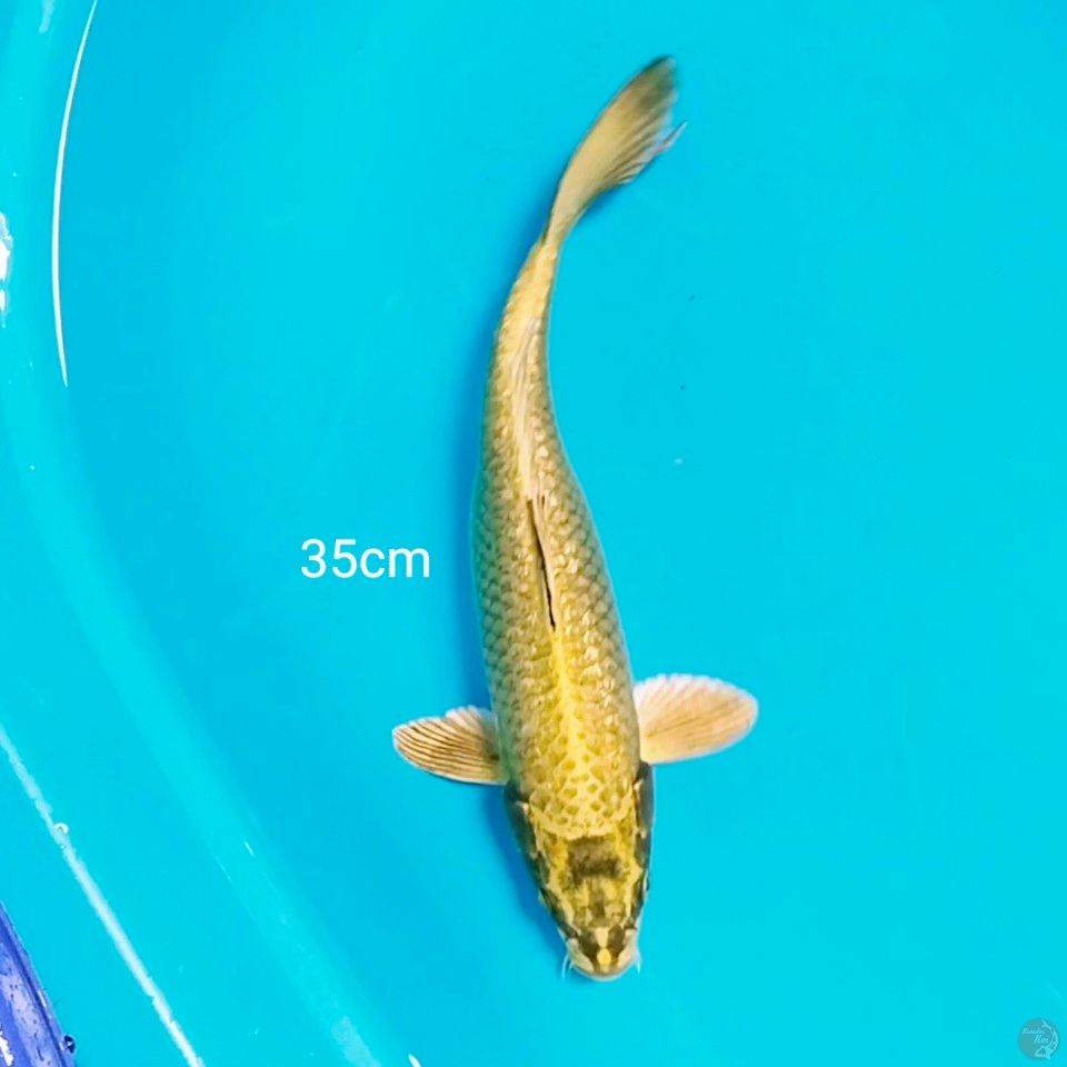 mukasi gold 35cm