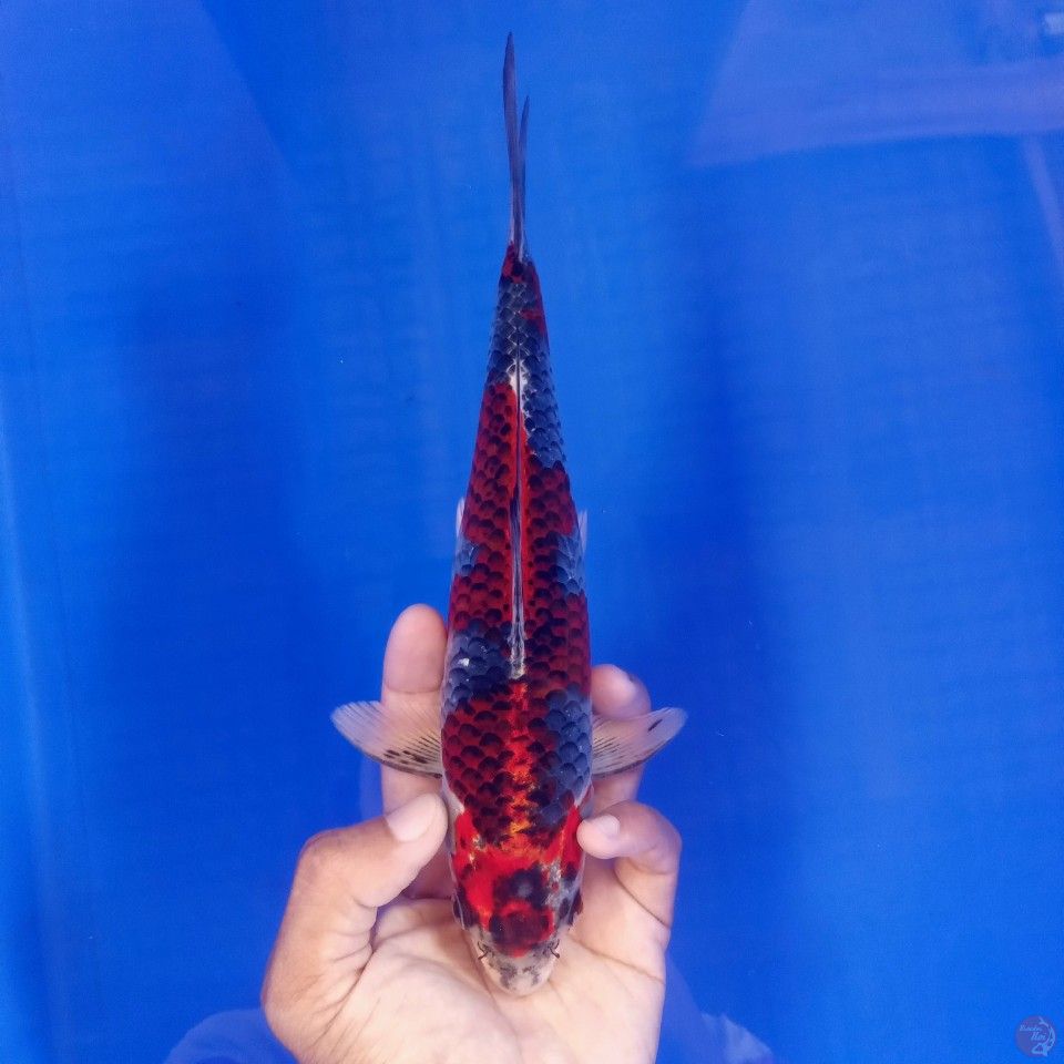 BENI GINGGA 24CM