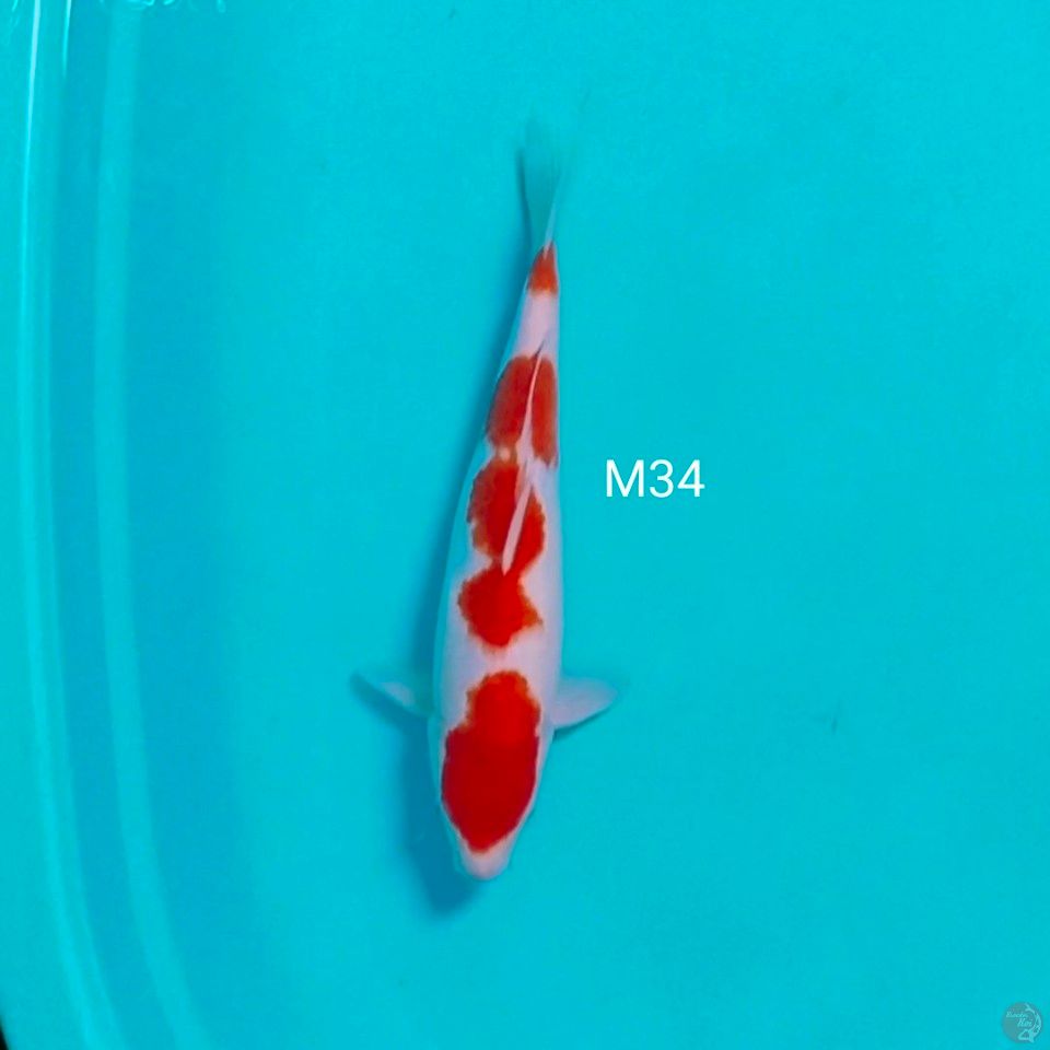 kohaku male 34cm halus