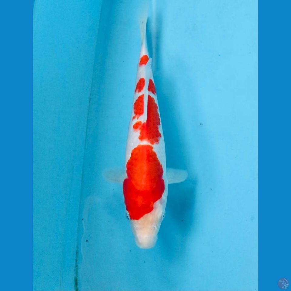 kohaku 22cm