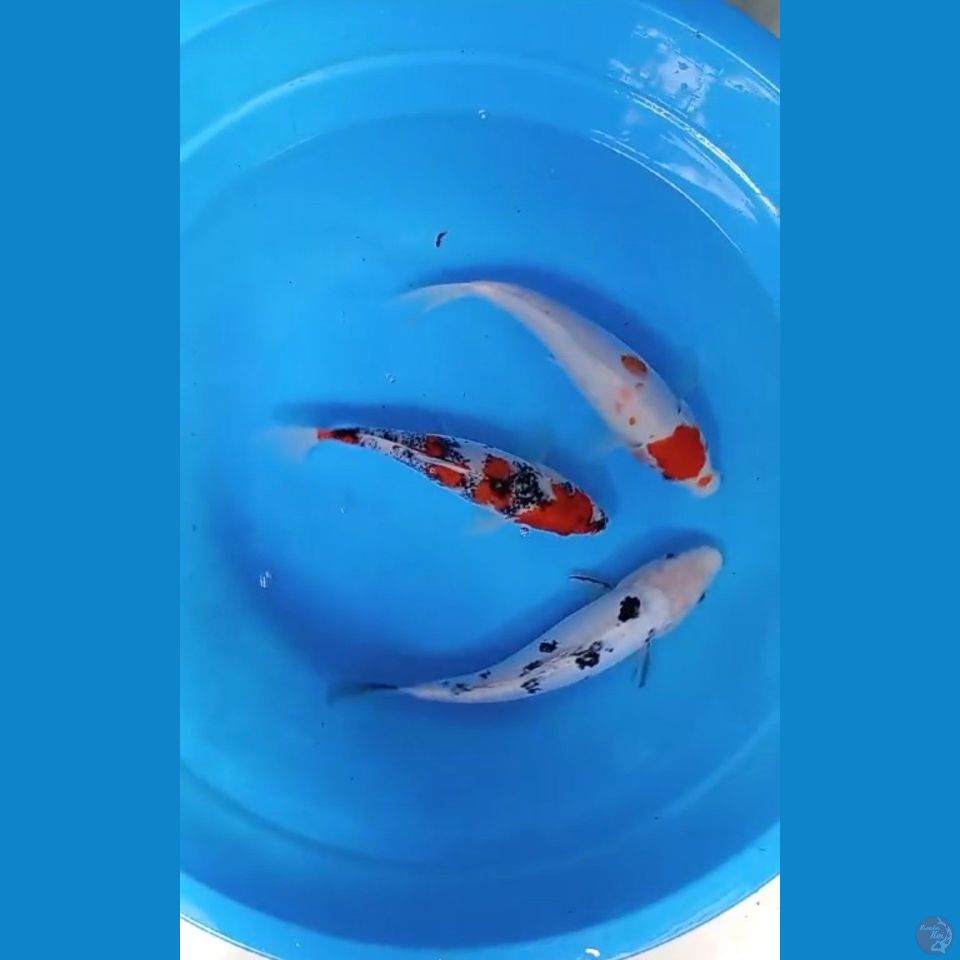 mix koi 21-23cm