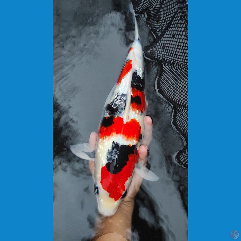 gindrin 35cm