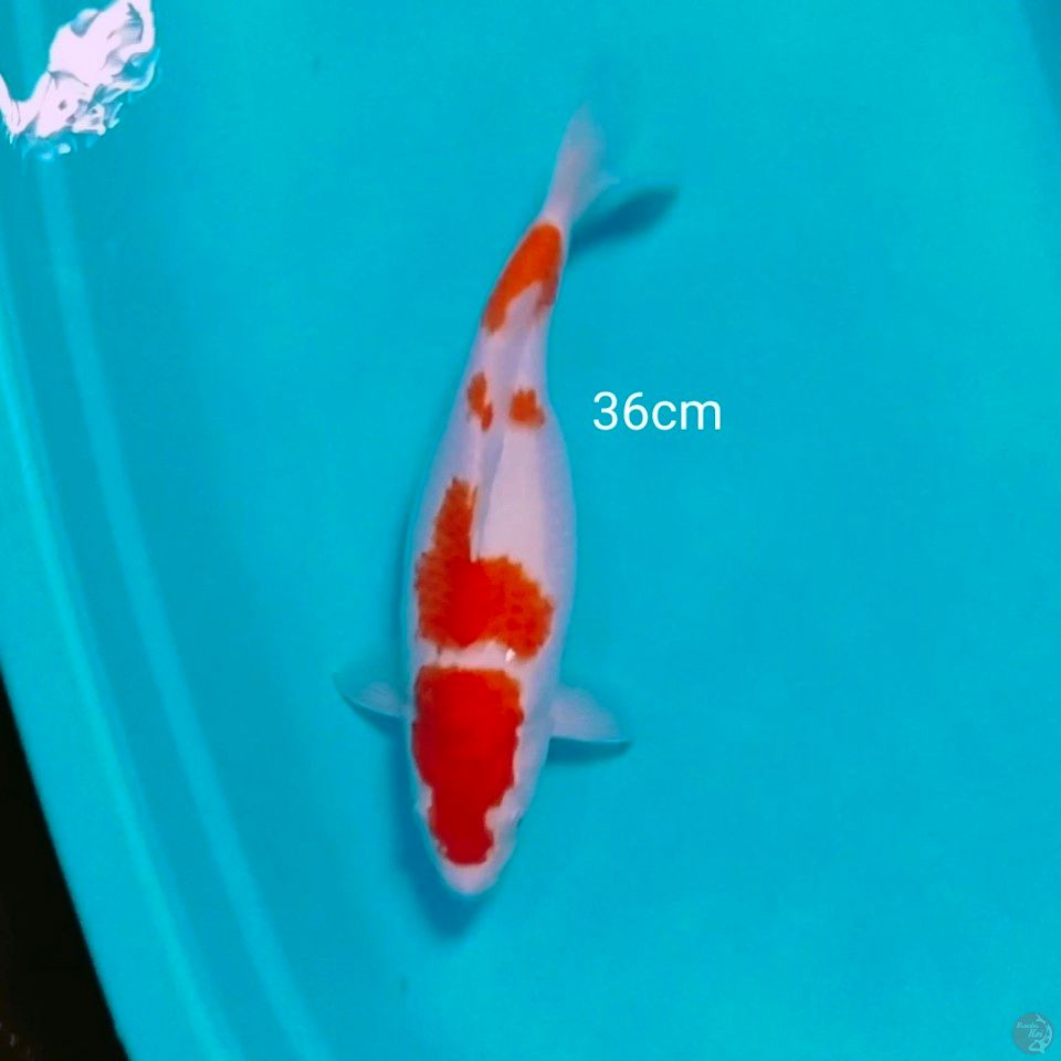 fimale 36cm halus