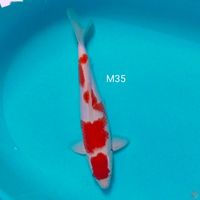 kohaku male 35cm halus