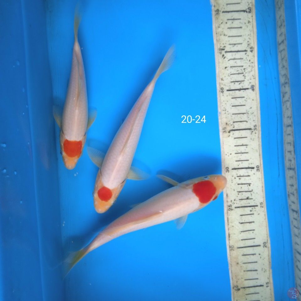 tancho 20-24cm