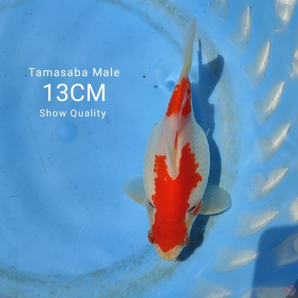 13CM SQ Tamasaba MALE