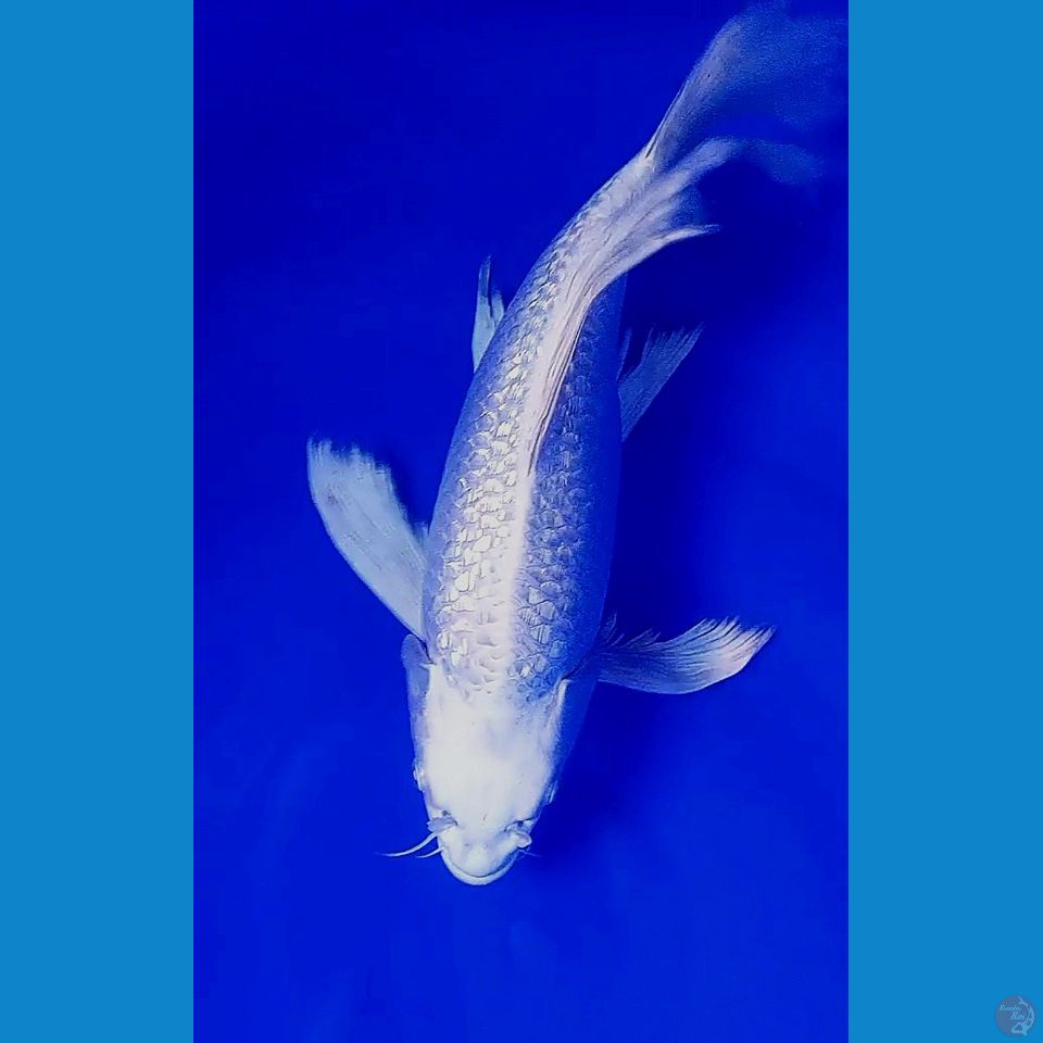 33cm kmpy platinum ginrin