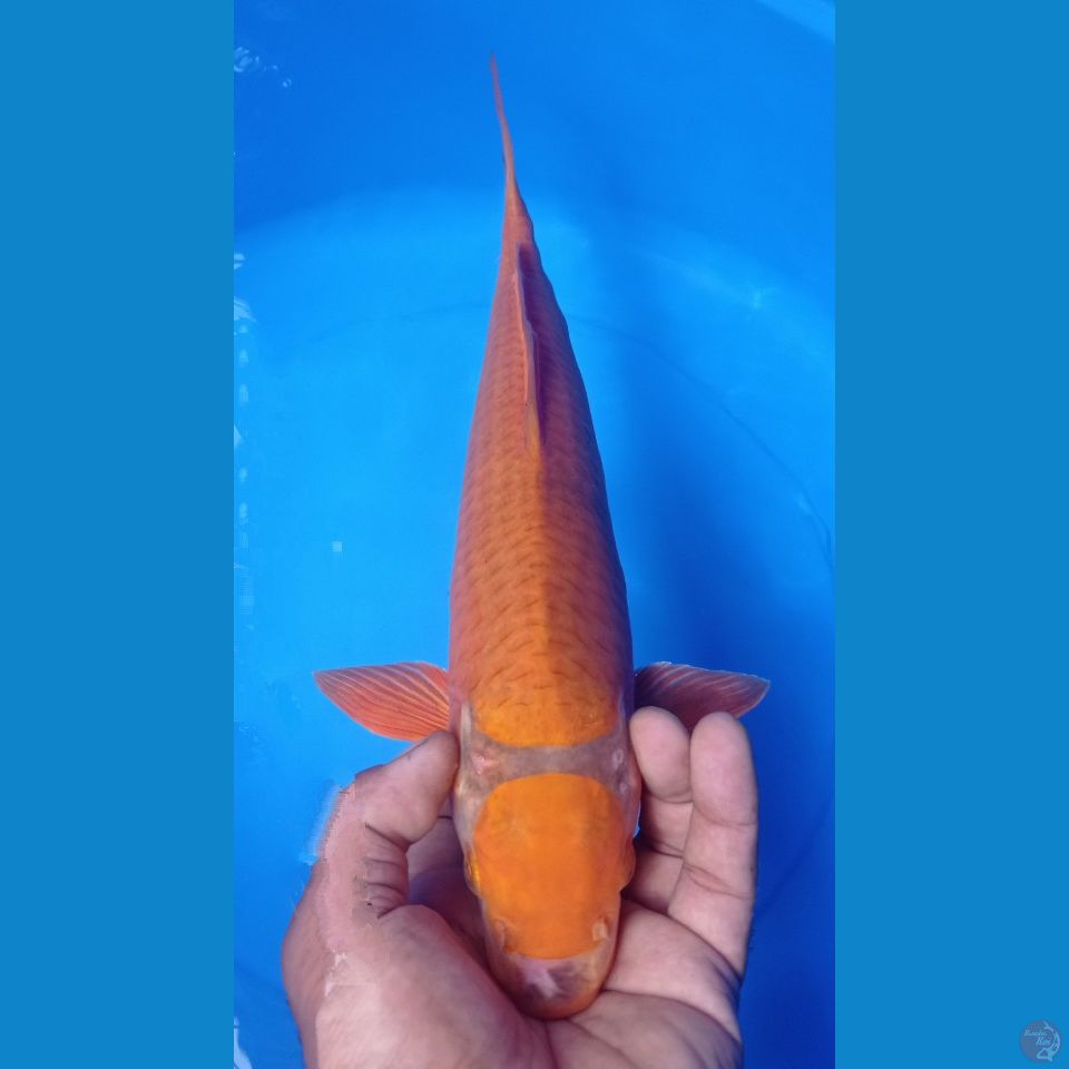 KARAMEL 38CM