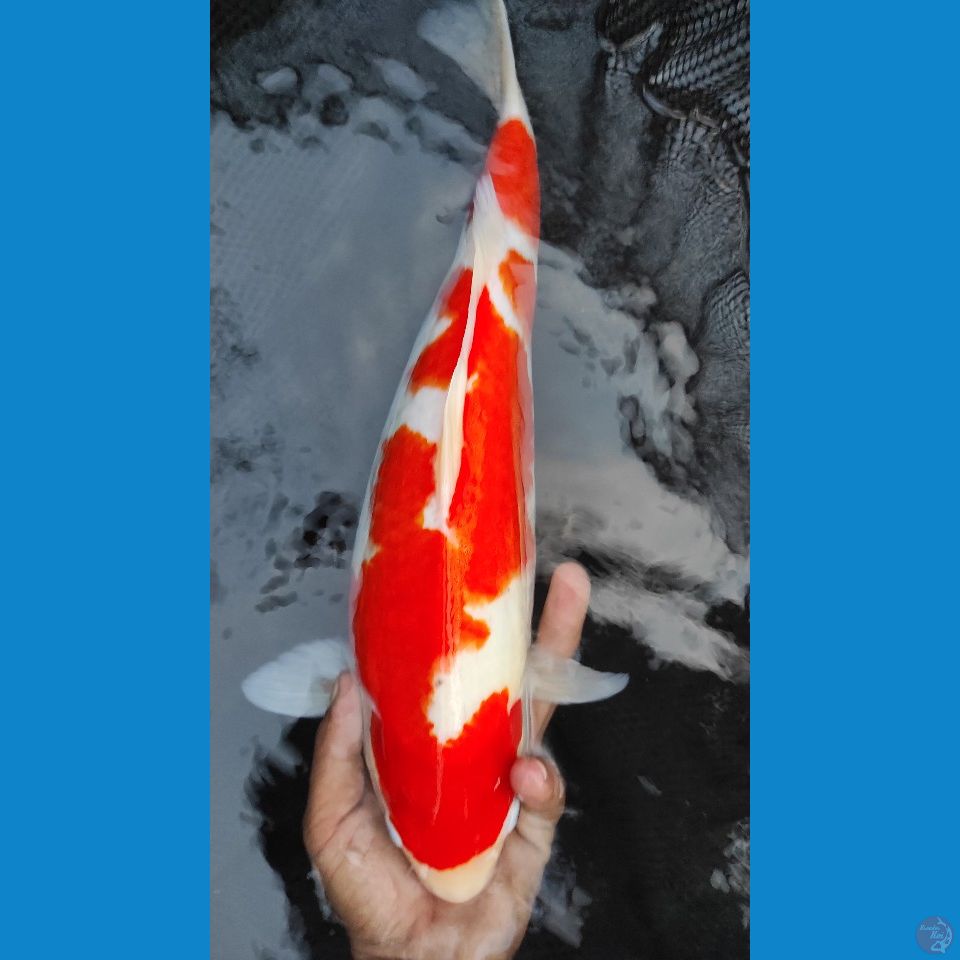 kohaku 38cm