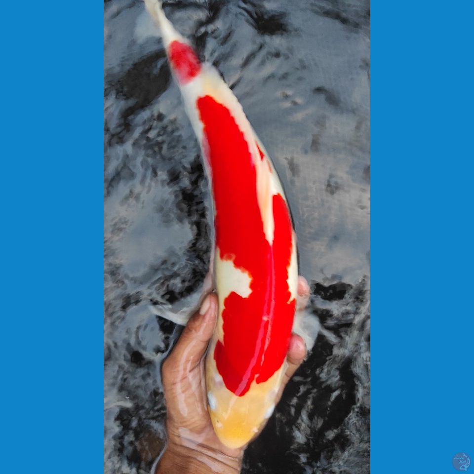 kohaku 40cm jantan