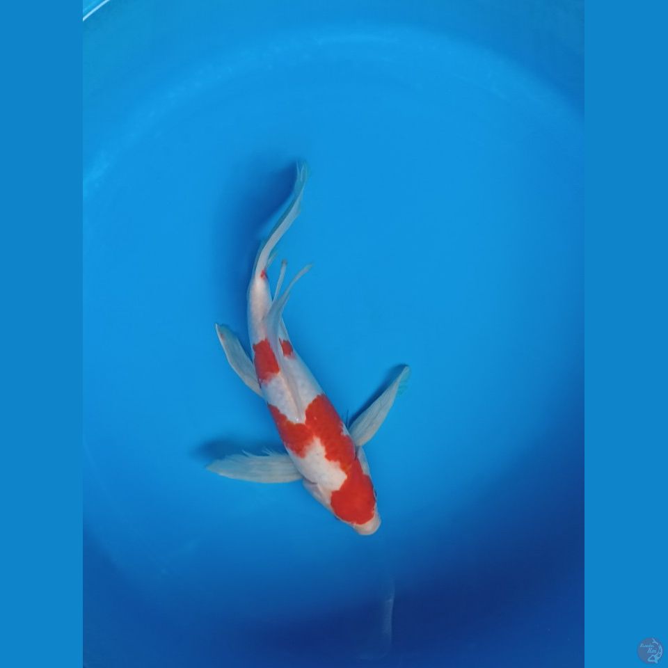 kohaku slayer 30 cm