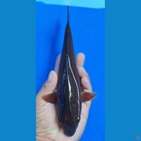 karamel 23cm jantan