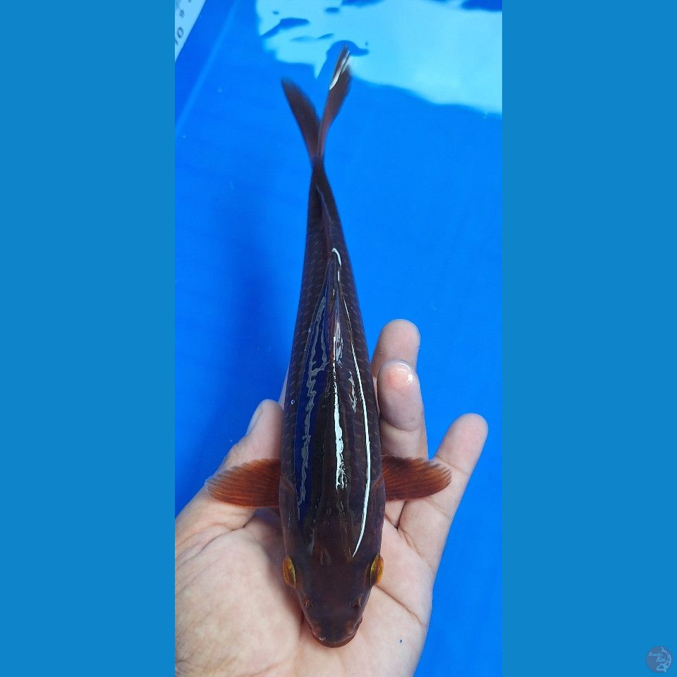 karamel 23cm jantan