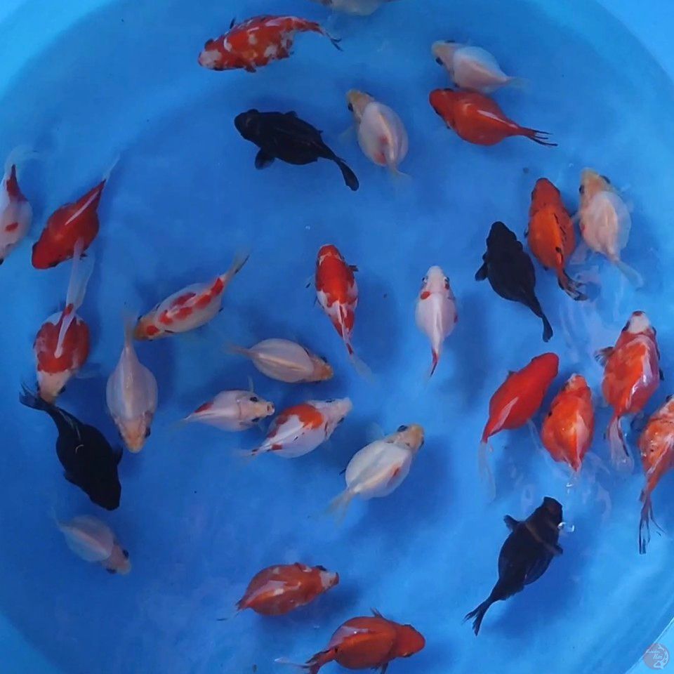 tamasaba mix 30ekor 10-13cm
