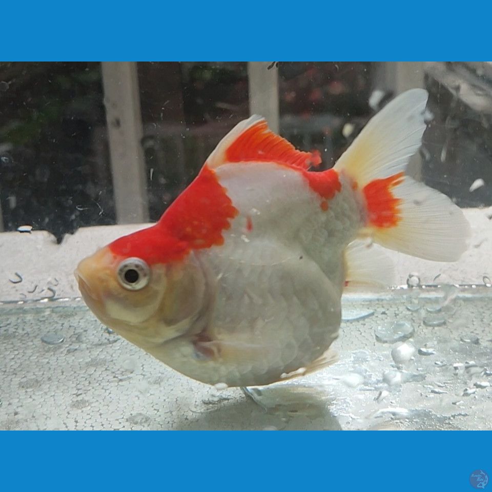 13CM FEMALE Tamasaba