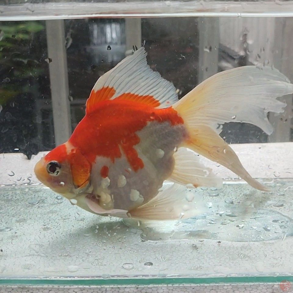 18CM MALE Tamasaba