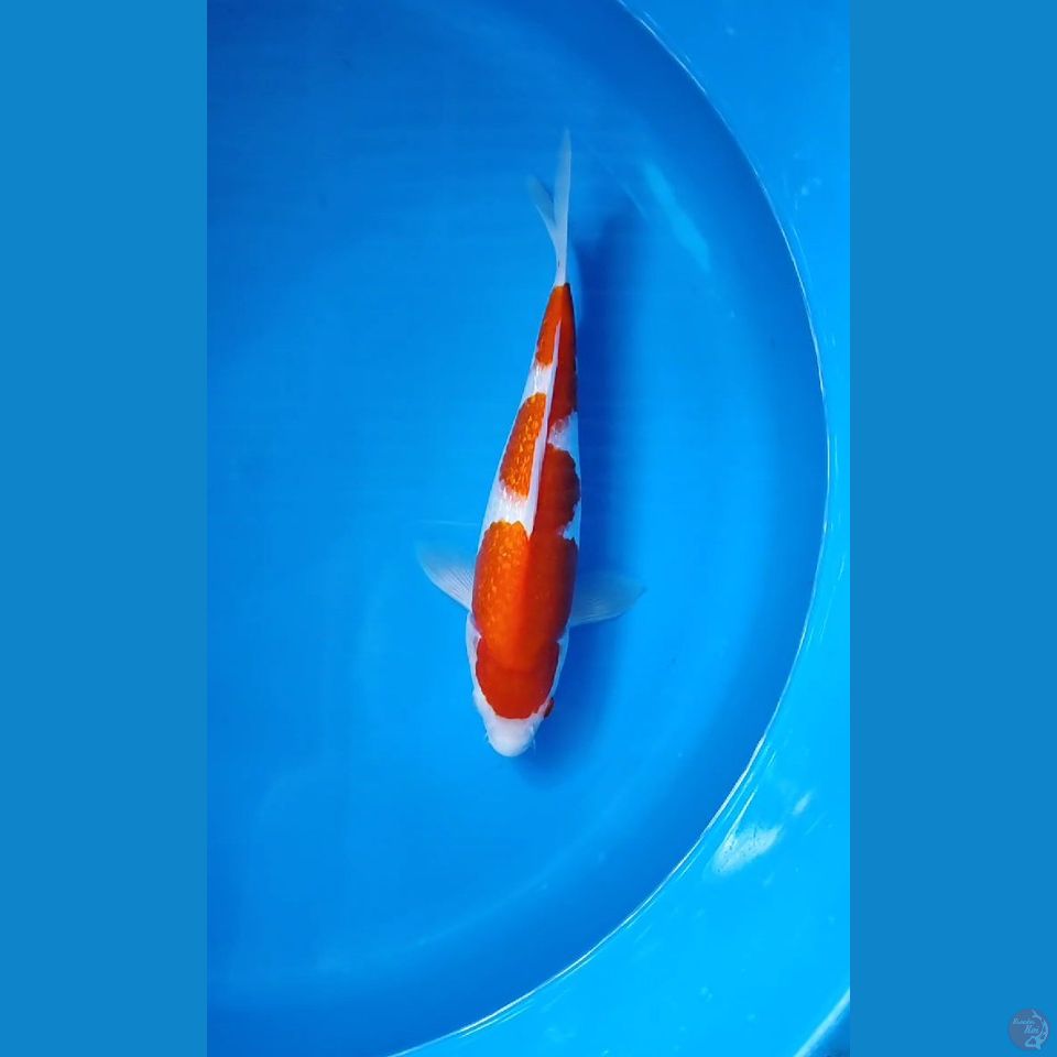 KOHAKU GINRIN ~ 30CM
