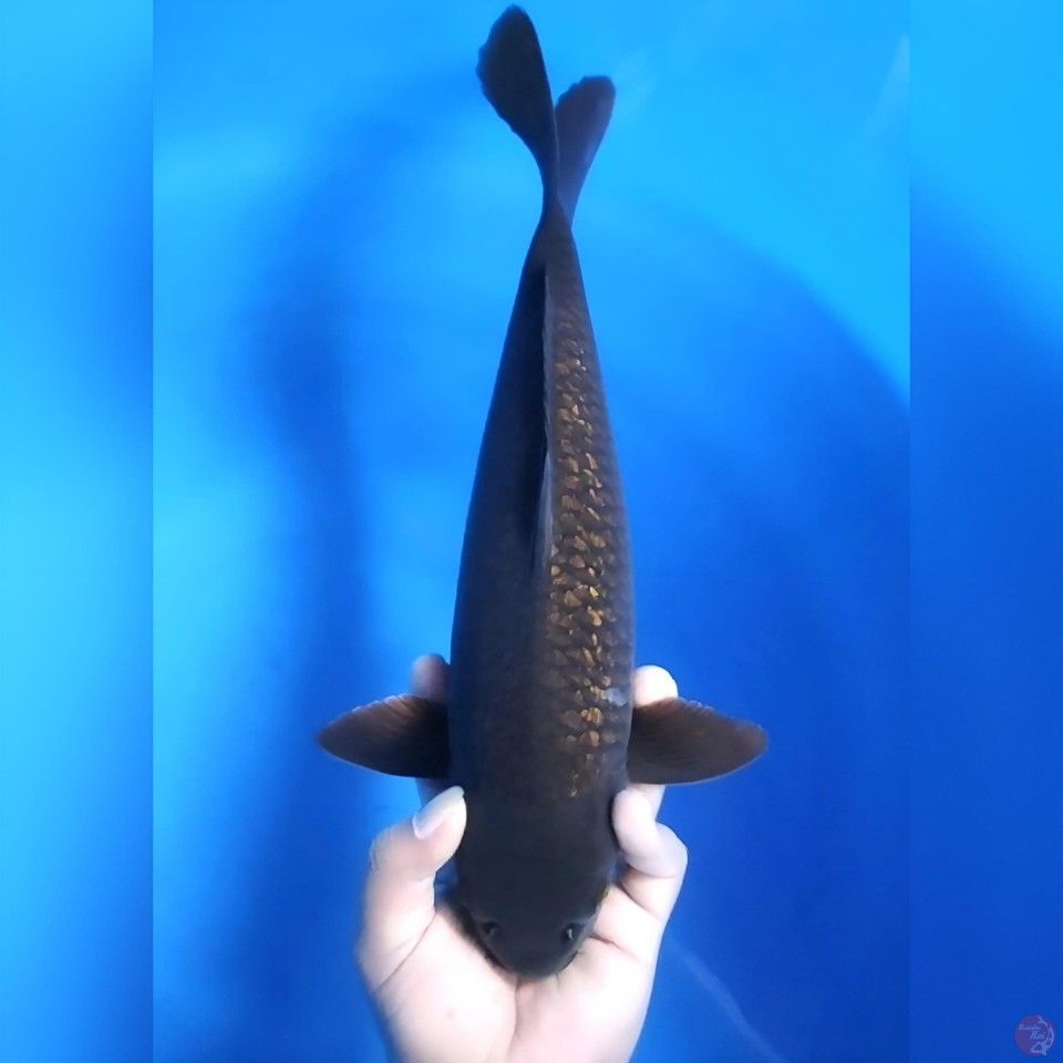 Black diamond # 40cm - Female