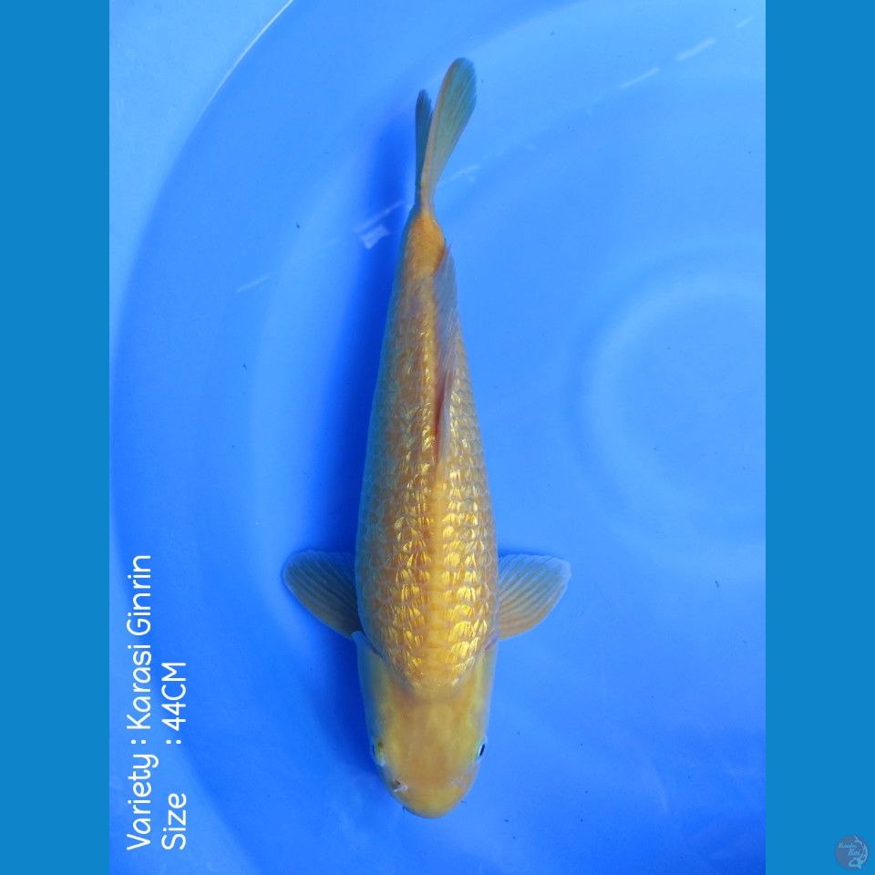 KARASI LEMON GINRIN 44CM JANTAN