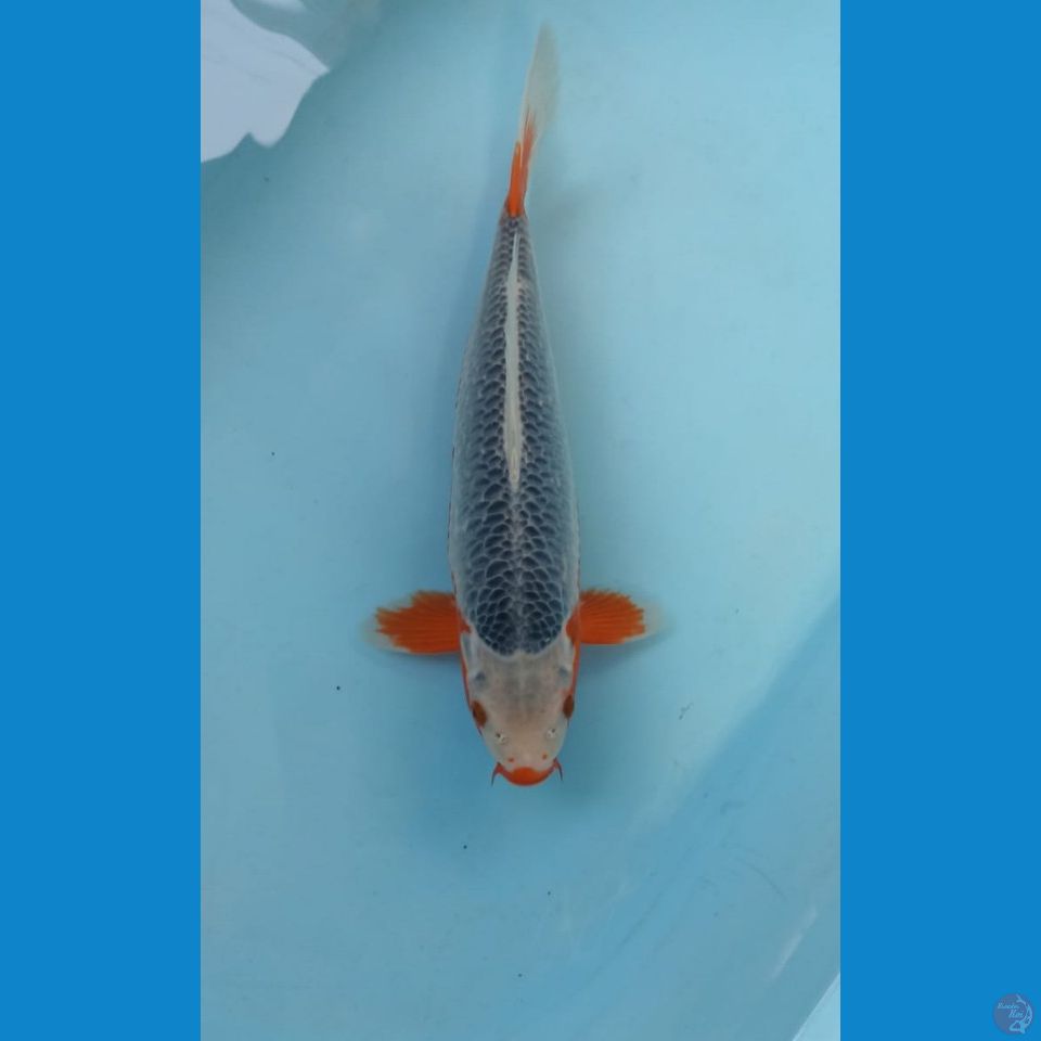 Asagi 32cm