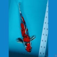 Goshiki 43cm male