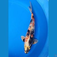 RARE KANOKO KIN SHOWA 37CM MALE