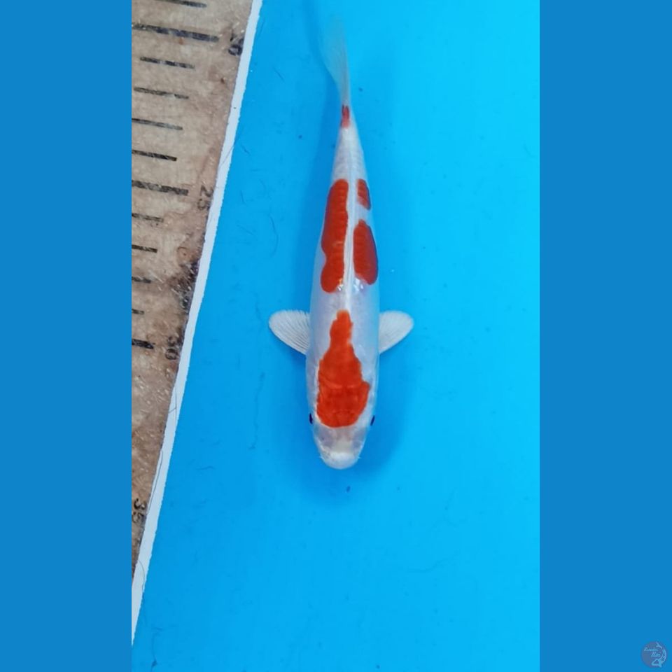 Kikushui 13cm