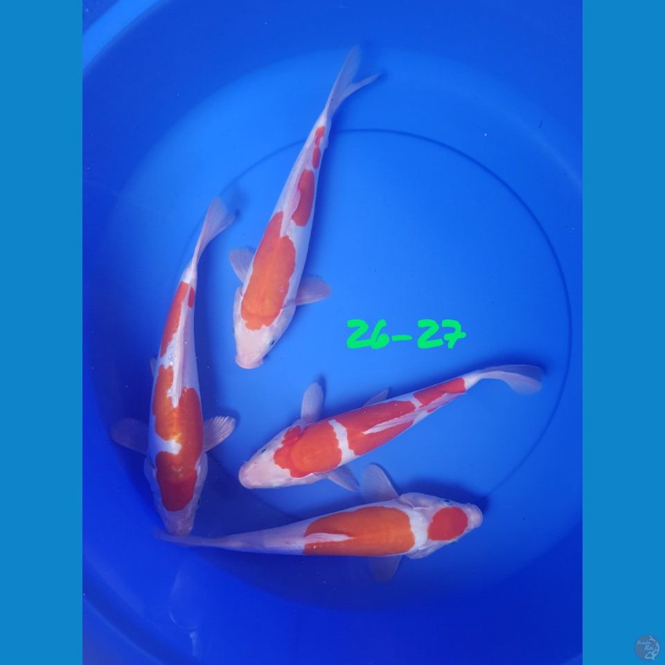 26-27 DOITSU KOHAKU ORI
