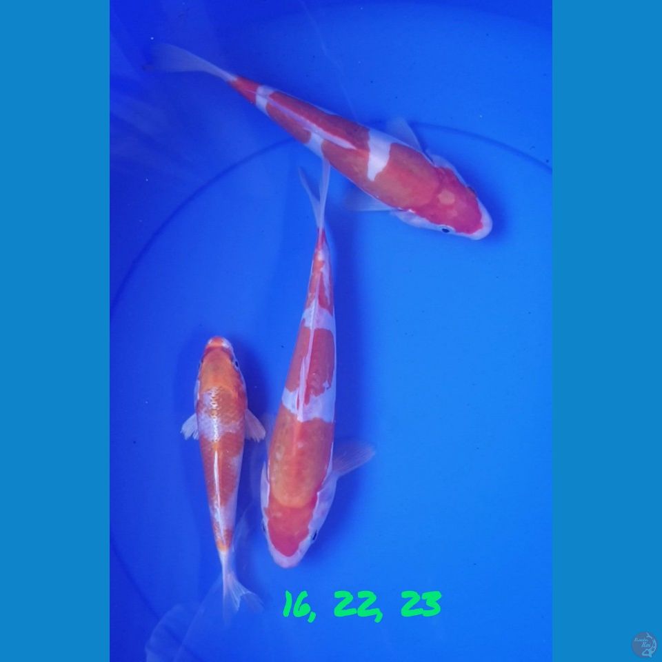 16, 22, 23 cm MIX