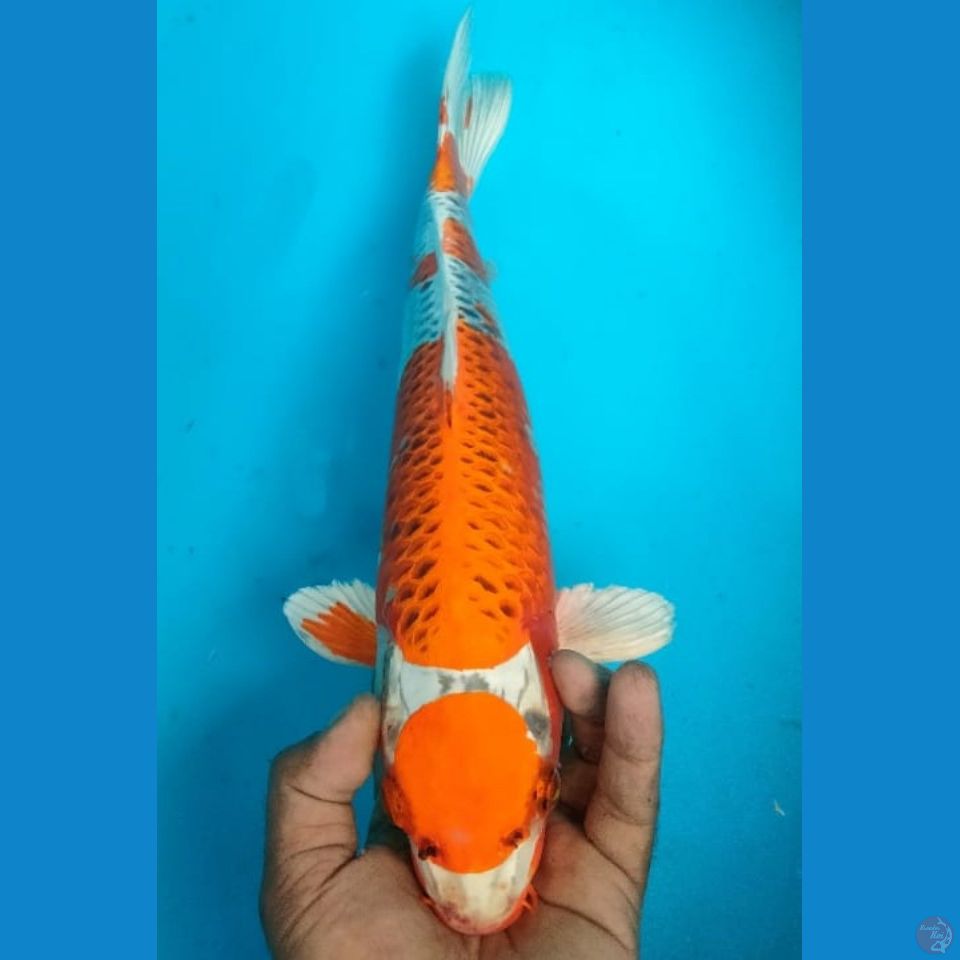 MARUTEN 40CM