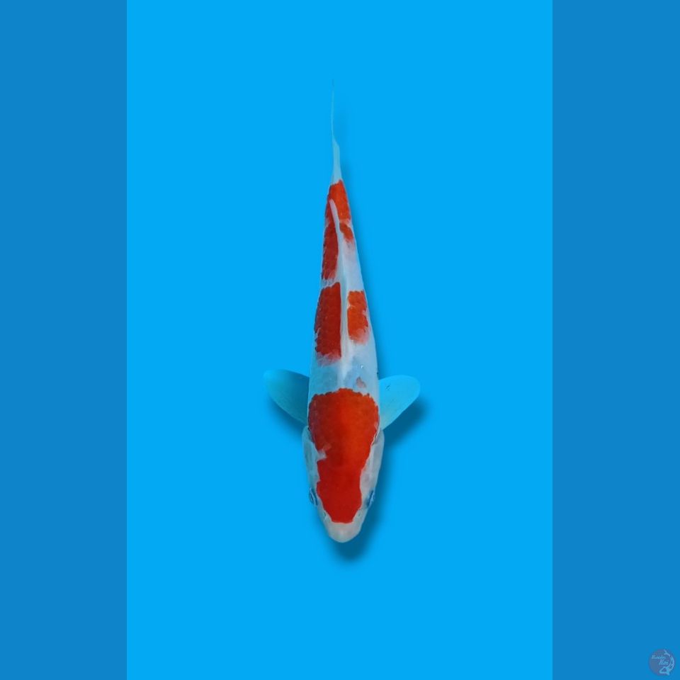 3step Tategoi Sanke 23cm