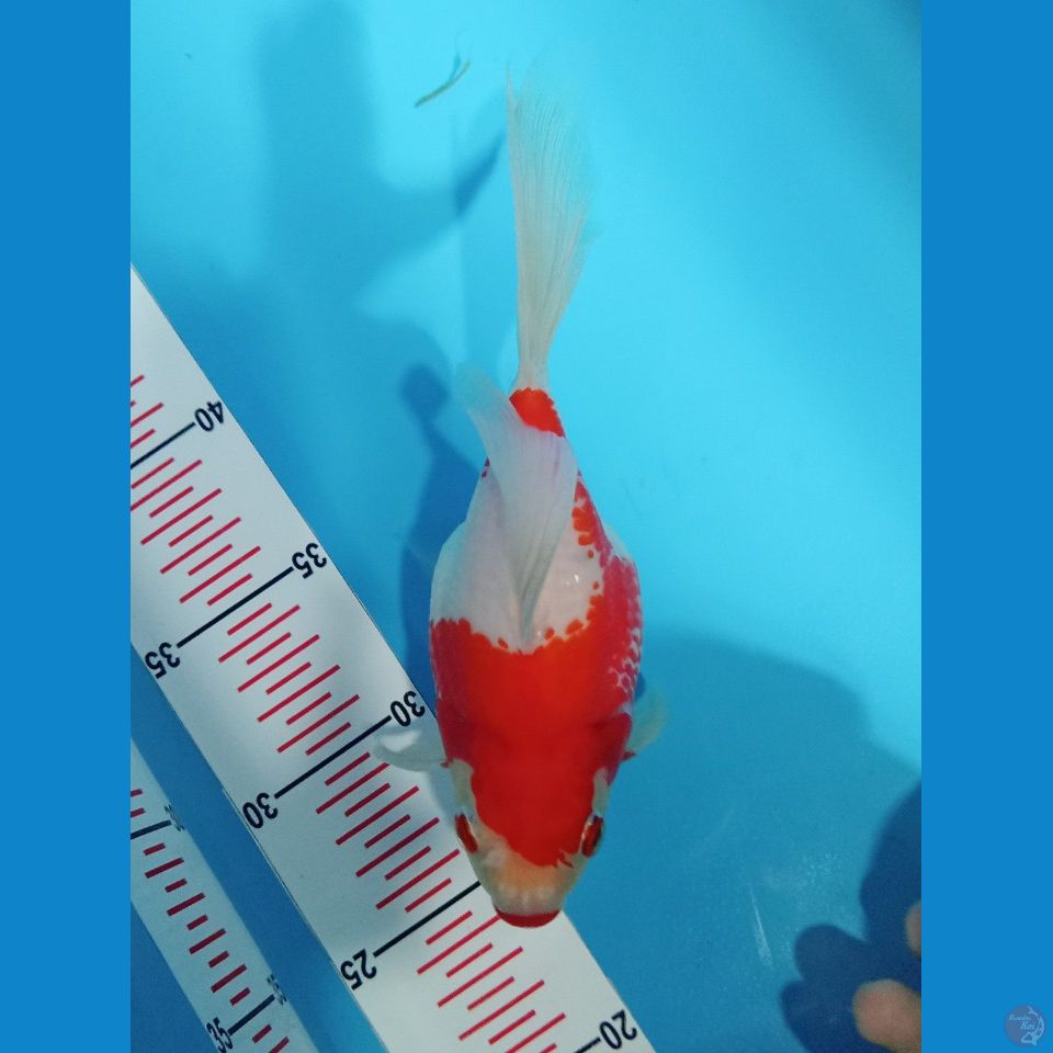 Tamasaba Jumbo longtail 20 cm