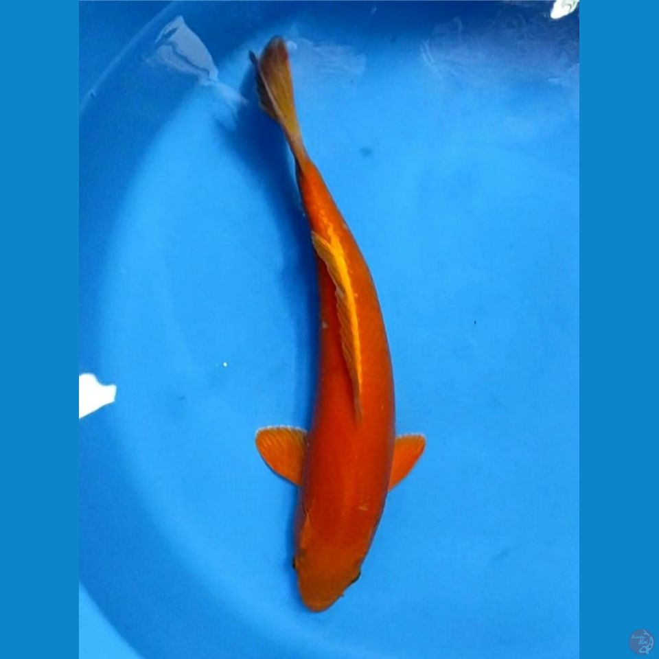 Red karashi 40cm male
