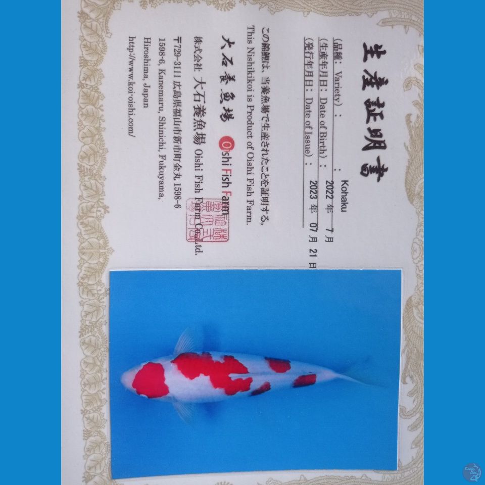 Kohaku Import Male 42 cm , mulut ada sedikit cacat