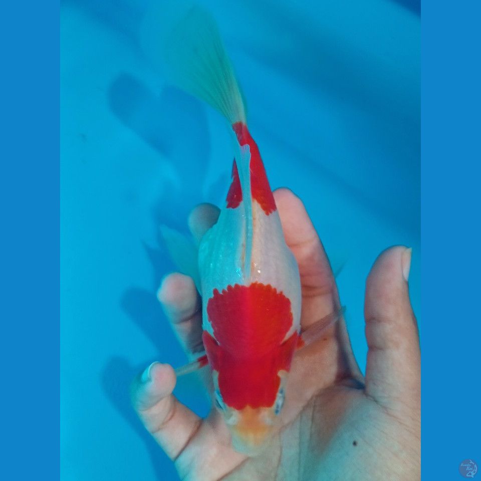TAMASABA LONGTAIL 19 CM