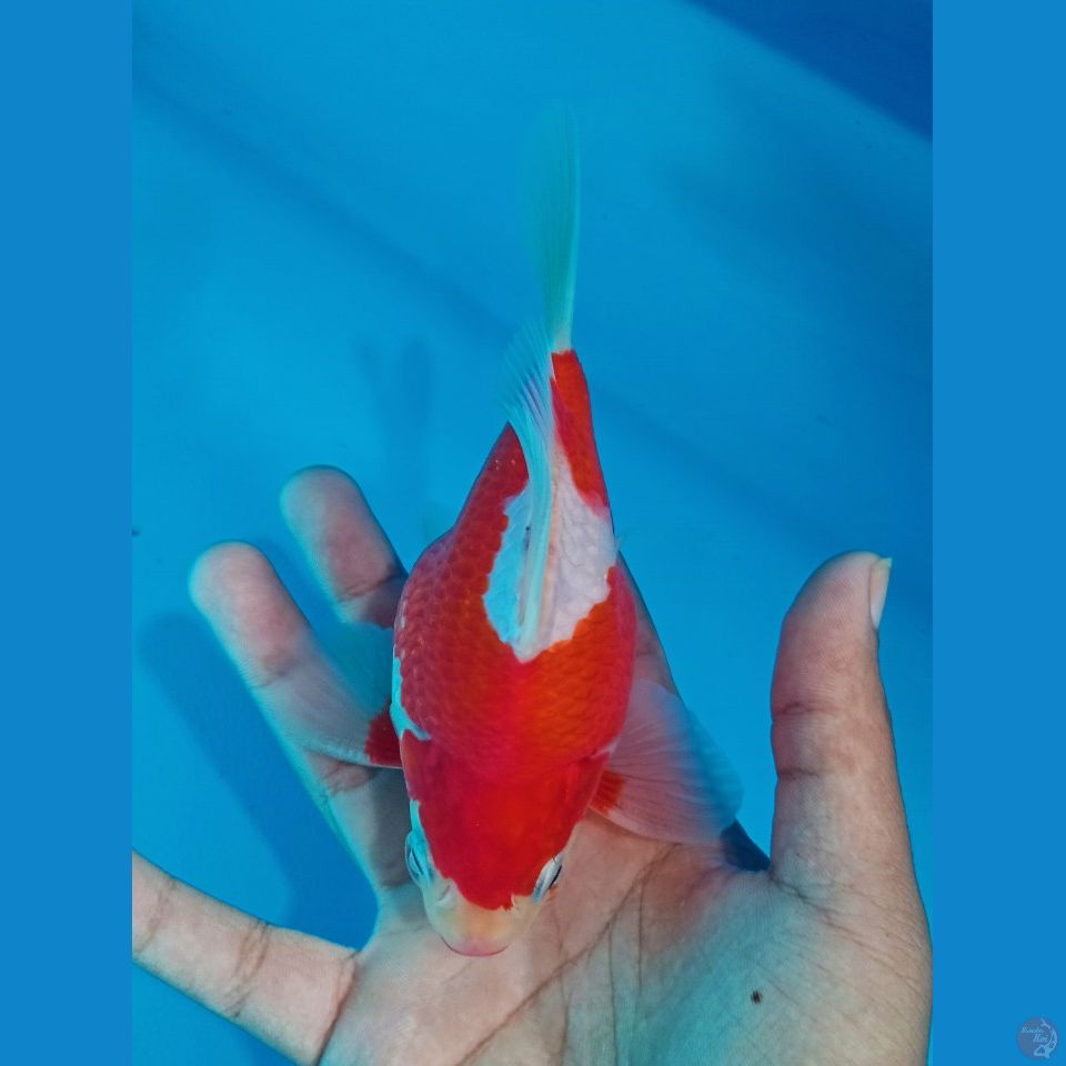 TAMASABA SHORT BODY BULET 15CM