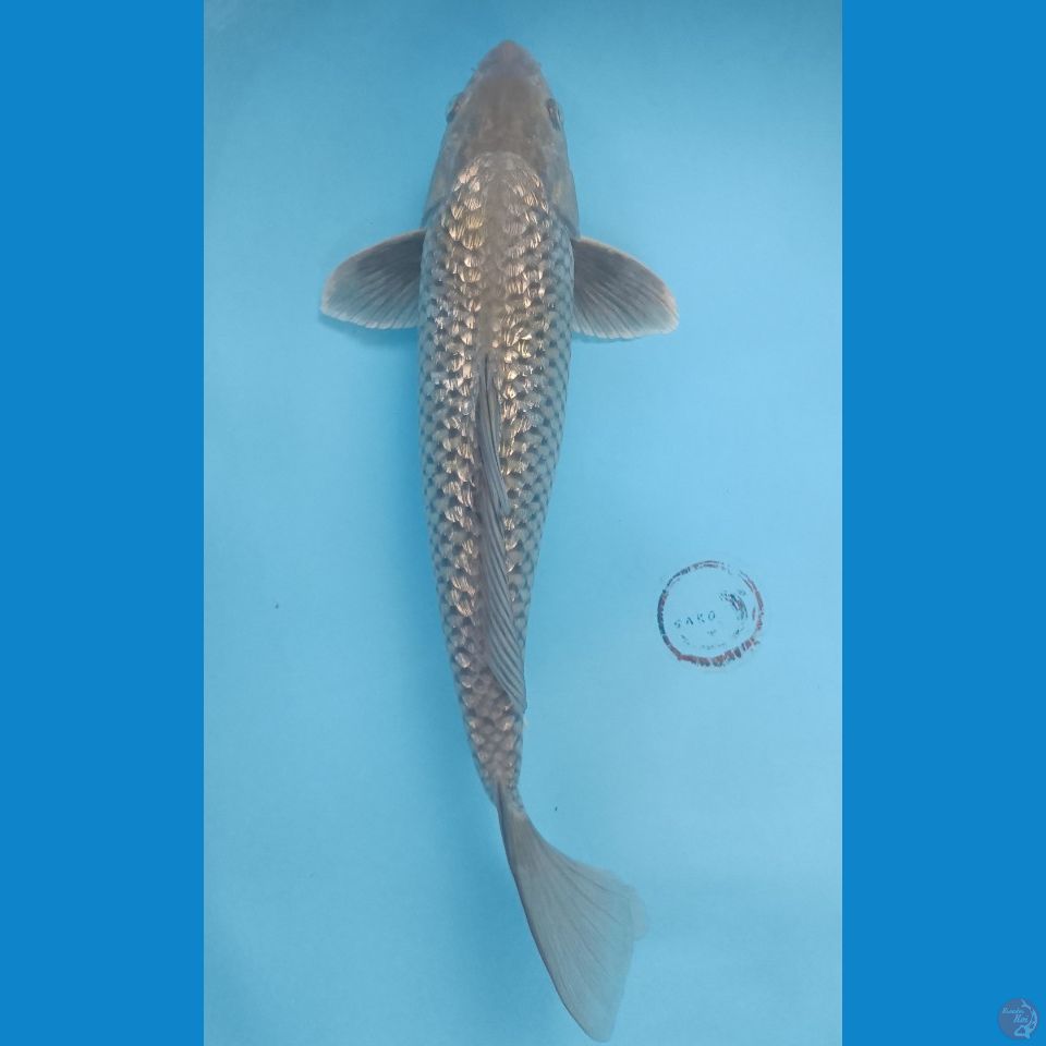 37 cm, Soragoi ginrin