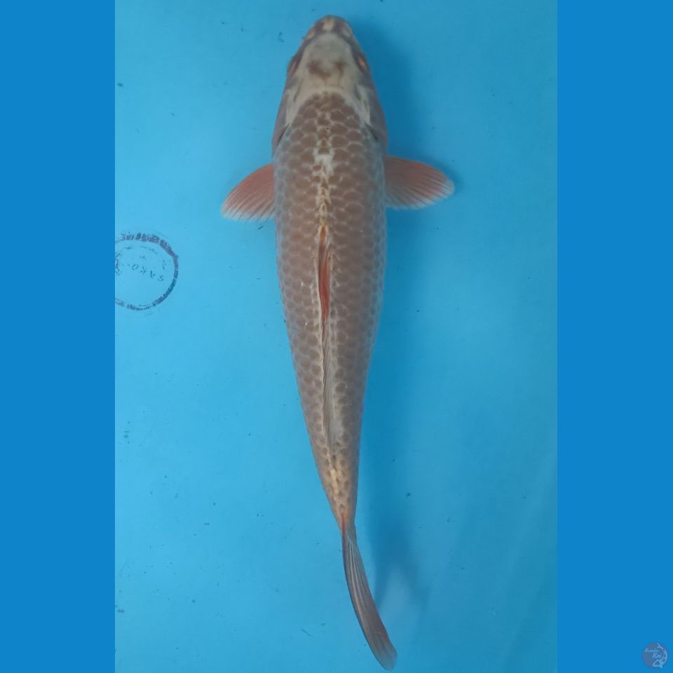 Matsuba 30 cm