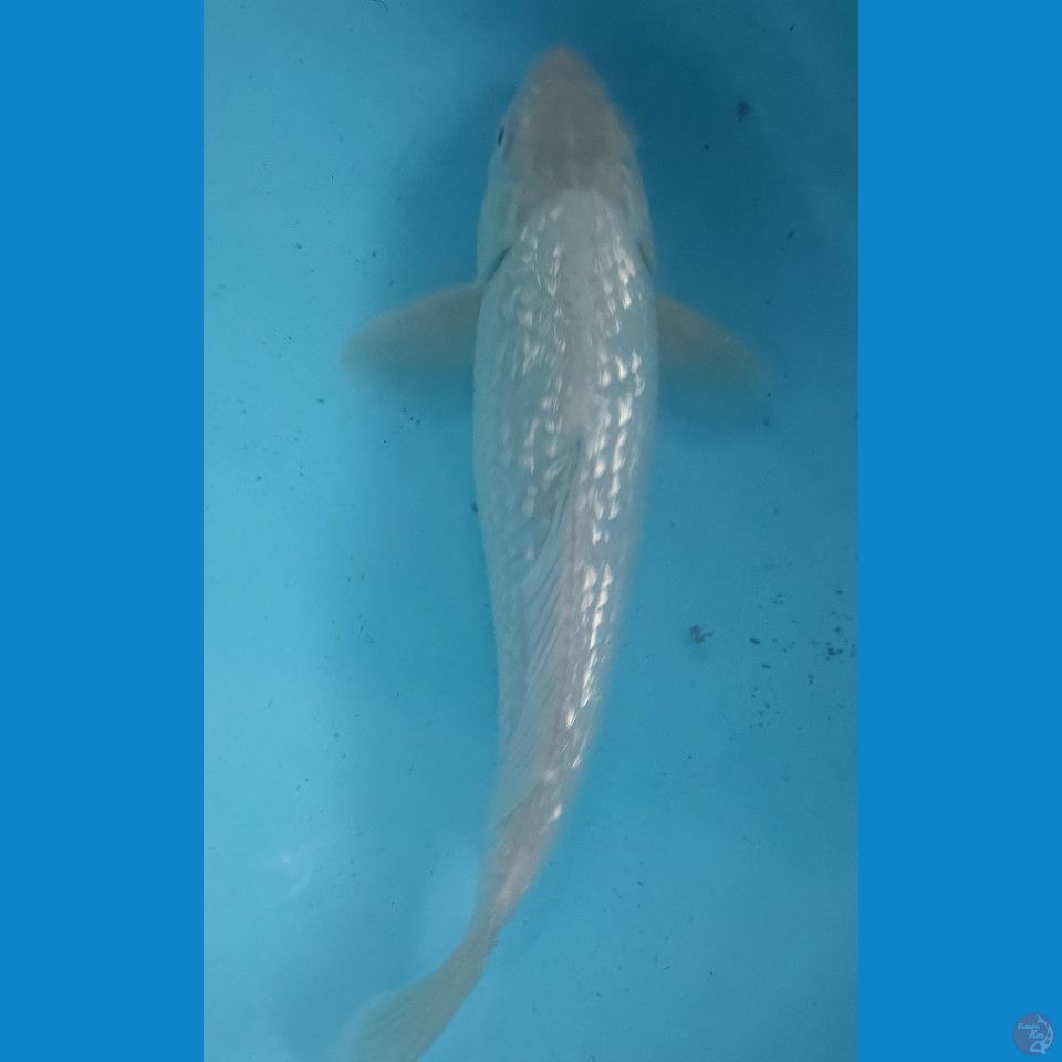 28 cm Soragoi Ginrin