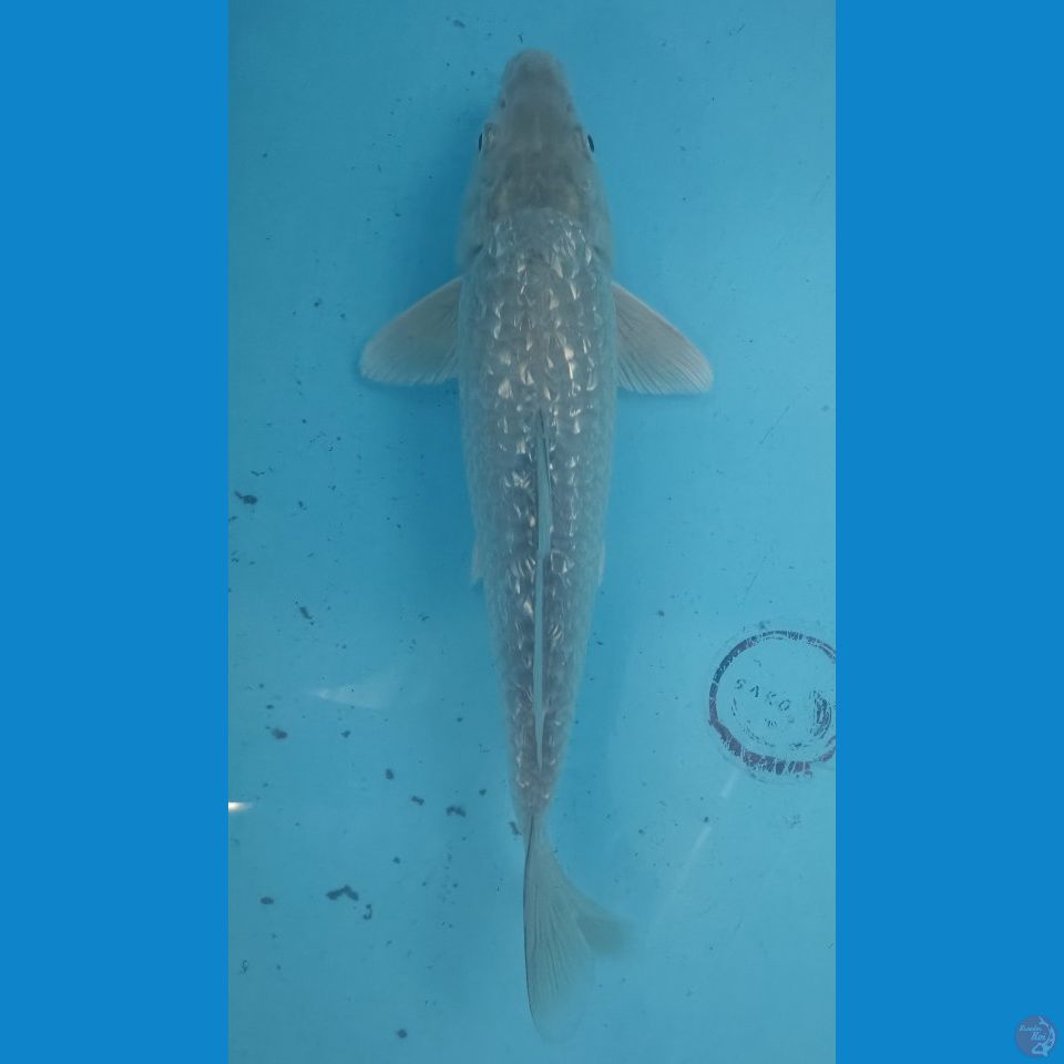 27 cm Soragoi Ginrin