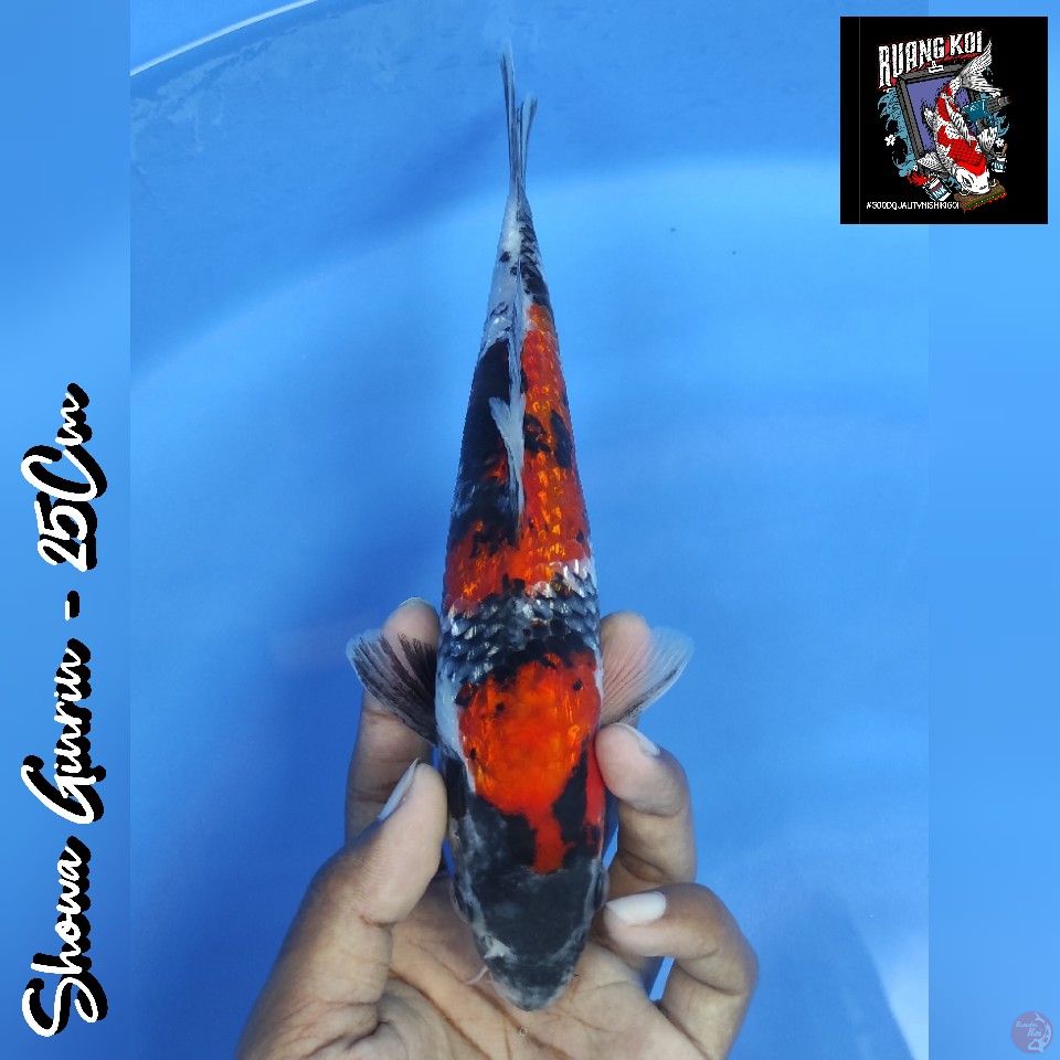 SHOWA GINRIN 25CM
