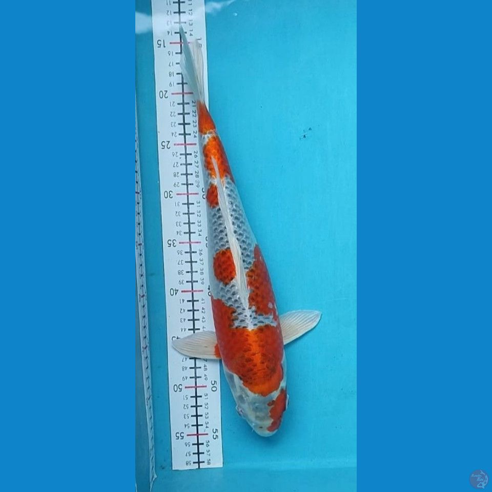 KUJAKU 40CM FEMALE