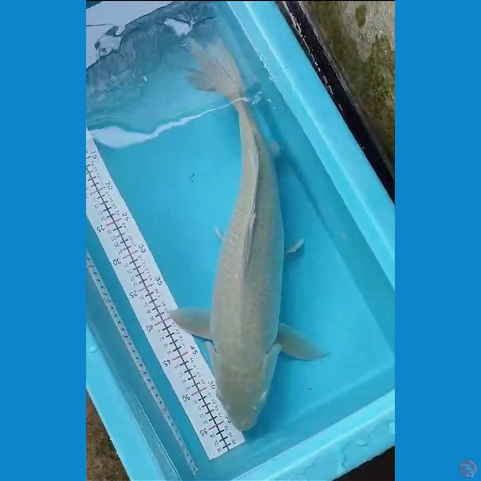 SORAGOI 50CM FEMALE