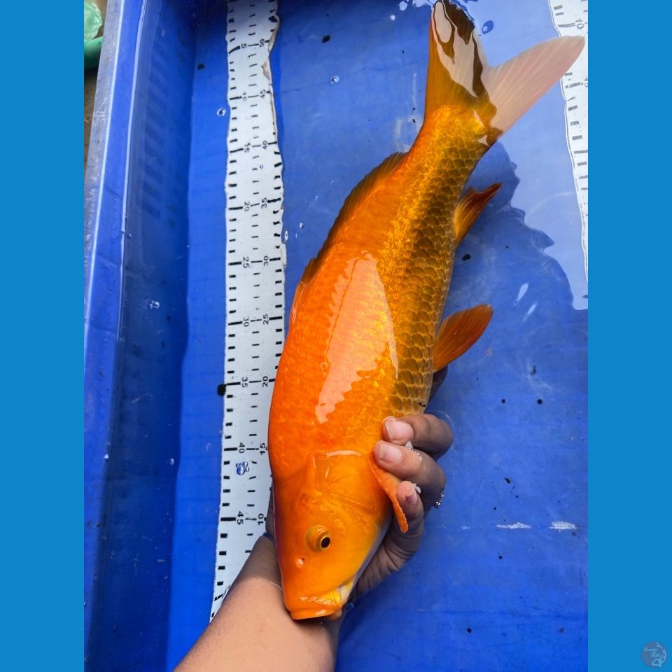 jantan karasi punuk 37