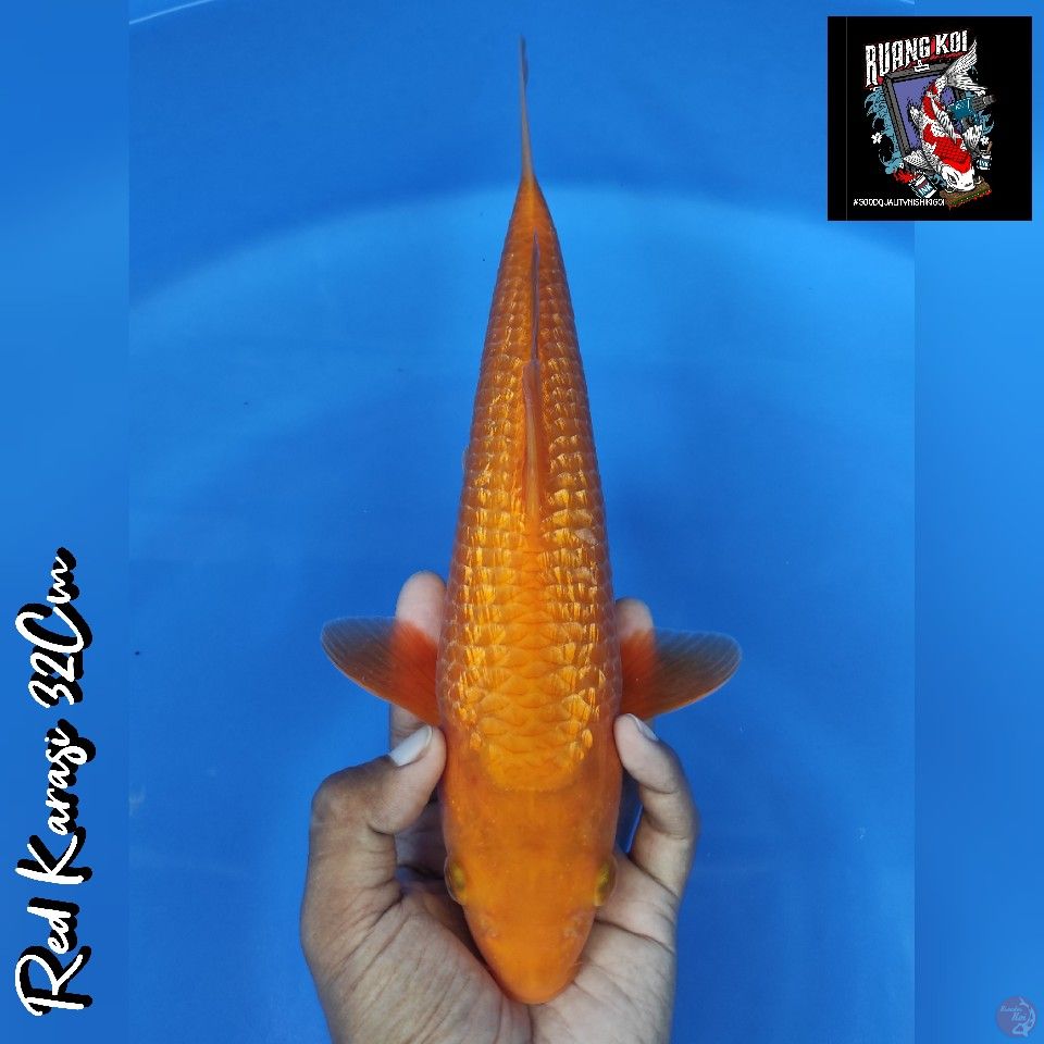 SQ RED KARASI 32CM