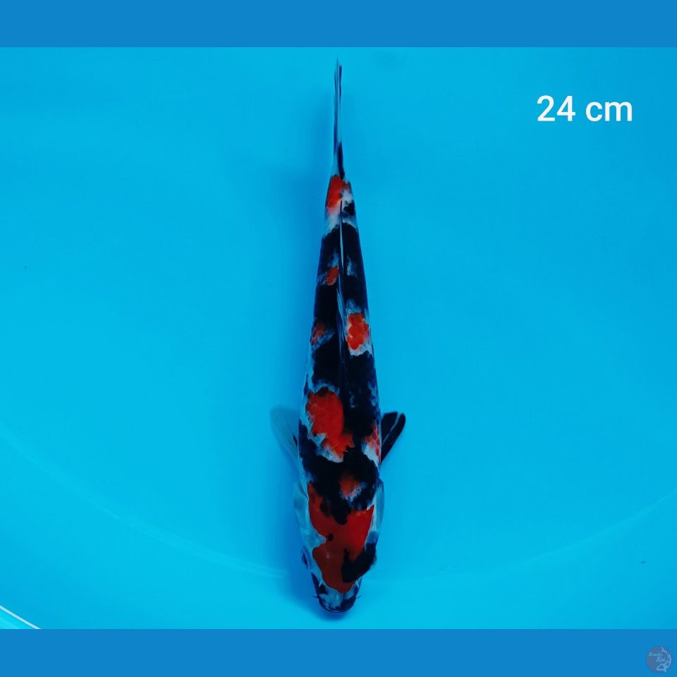 showa kindai 24 cm
