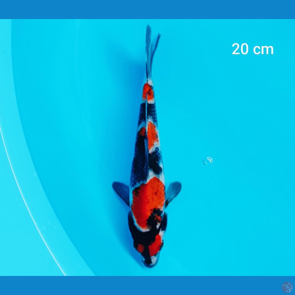 maruten showa 20 cm