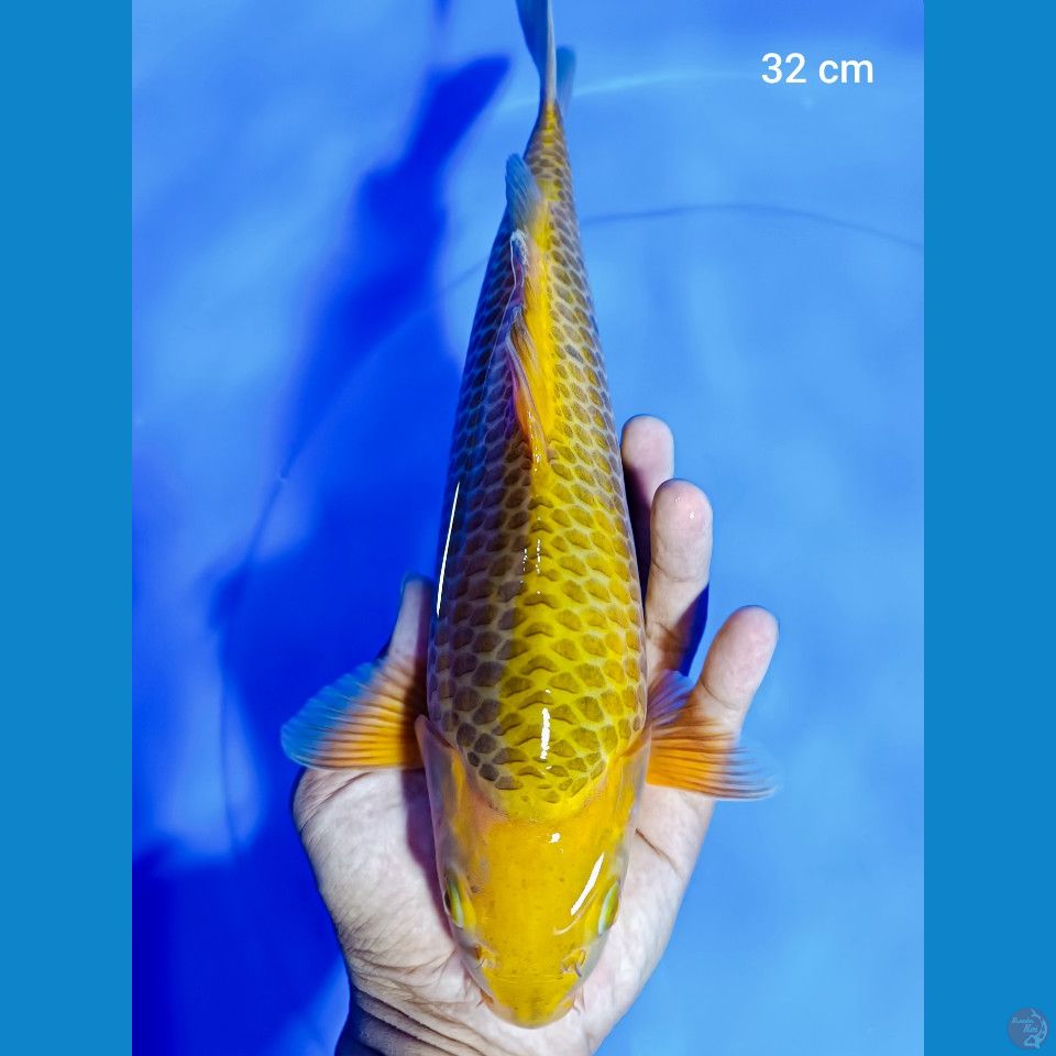 caramel 32 cm